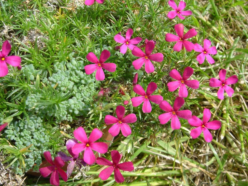Phlox douglasii 'Ochsenblut' en fleurs dans les éboulis stabilisés des montagnes de l'ouest de l'Amérique du Nord